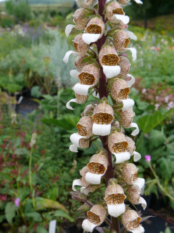 Digitalis ferruginea 'Gigantea’ (Rostroter Fingerhut)