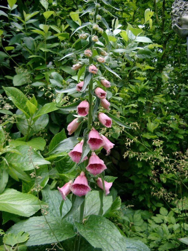 Digitalis mertonensis (Englischer Fingerhut)