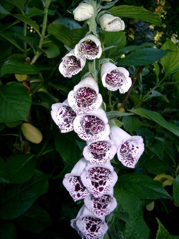 Digitalis purpurea 'Pam's Choice' (Gefleckter Fingerhut)