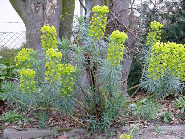 Euphorbia characias ssp. wulfenii (Mittelmeer-Wolfsmilch)