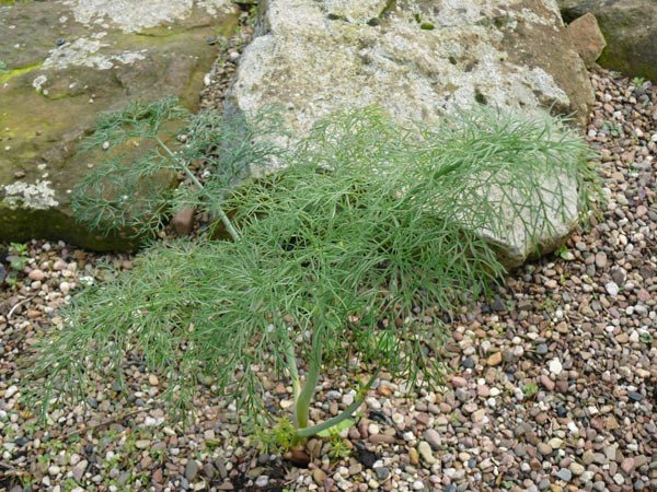 Ferula communis (Riesen-Fenchel)