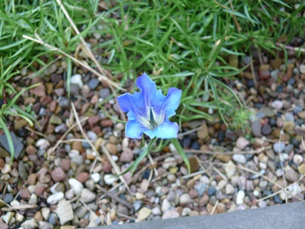 Gentiana sino-ornata (Enzian)