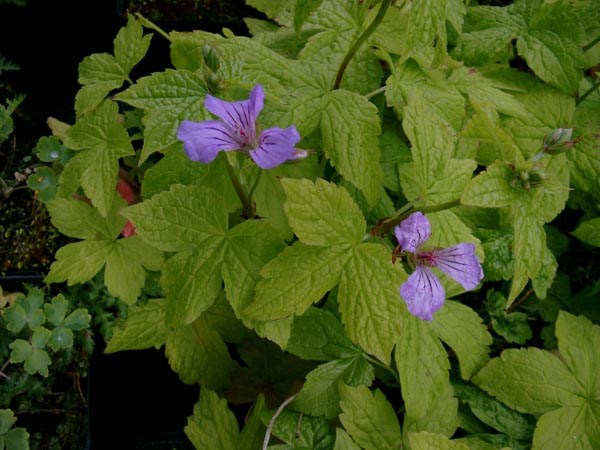 Geranium nodosum (Knotiger Bergwald-Storchschnabel)