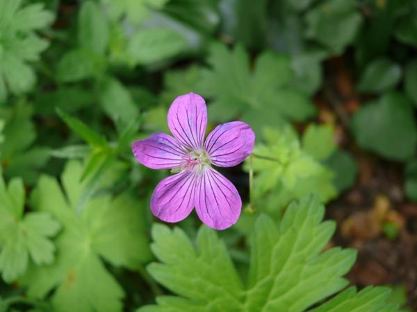 Geranium palustre (Sumpfstorchschnabel)