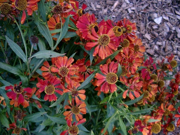 Helenium x hybr. 'Rubinzwerg' (Rote Garten-Sonnenbraut)