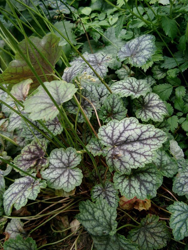 Heuchera americana ’Dale’s Strain’ (Purpurglöckchen)