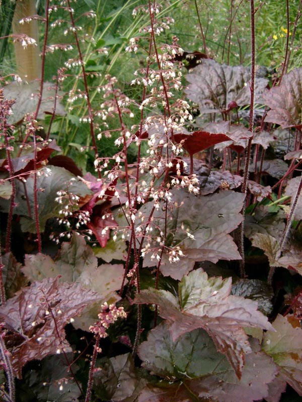 Heuchera micrantha 'Palace Purple’ (Rotblättriges Silberglöckchen)