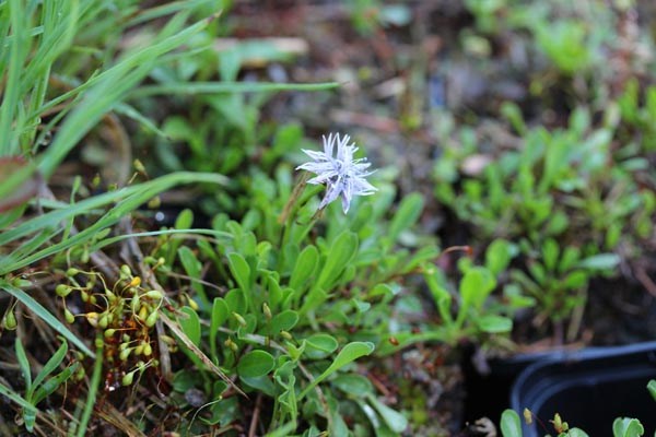 Globularia cordifolia (Herzblättrige Kugelblume)