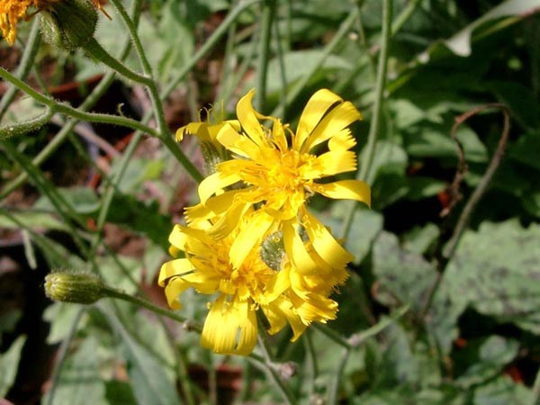 Hieracium maculatum 'Leopard' (Marmoriertes Habichtskraut)
