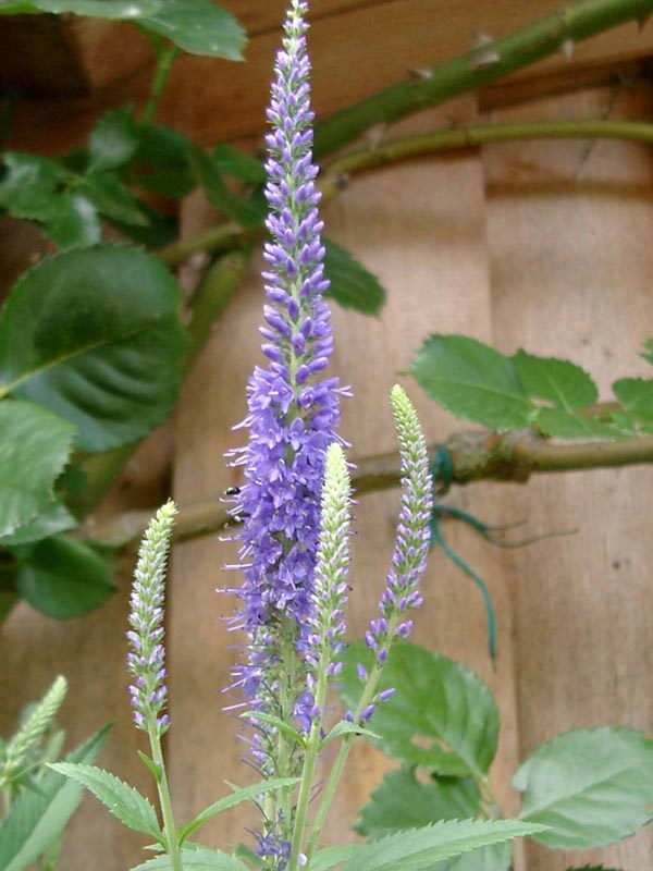 Veronica longifolia 'Blauriesin' (Blauer Garten-Ehrenpreis)