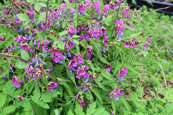 Lathyrus vernus (Frühlingsblatterbse)