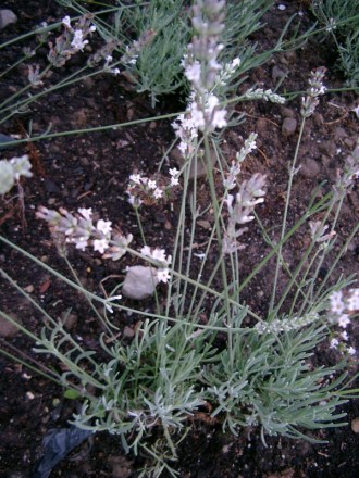 Lavandula angustifolia 'Alba' (Weißblühender Lavendel)