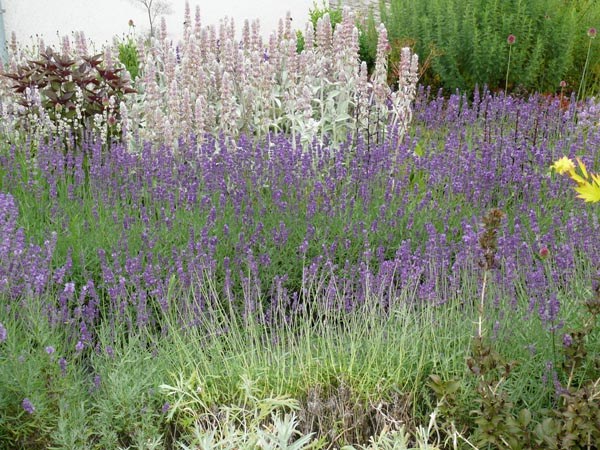 Lavandula angustifolia 'Hidcote Blue' (Lavendel)