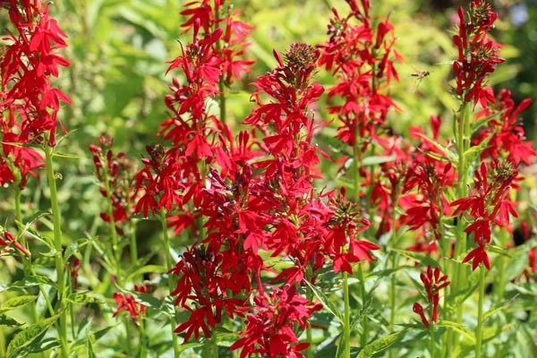 Lobelia cardinalis (Kardinalslobelie)