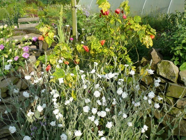 Lychnis coronaria 'Alba' (Weiße Kronen-Lichtnelke)