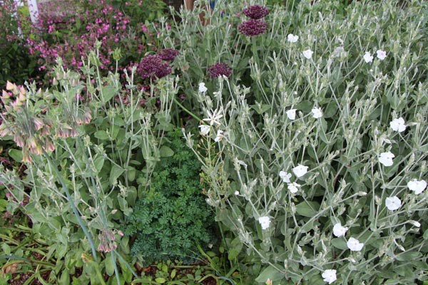 Lychnis coronaria 'Alba' (Weiße Kronen-Lichtnelke)
