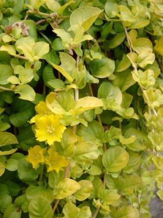 Lysimachia nummularia ’Aurea’ (Gelblbättriges Pfennigkraut)