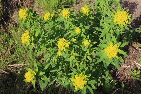 Euphorbia palustris (Sumpfwolfsmilch)