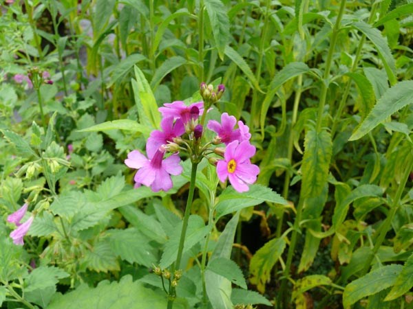 Primula poissonii (Chinesische Primel)