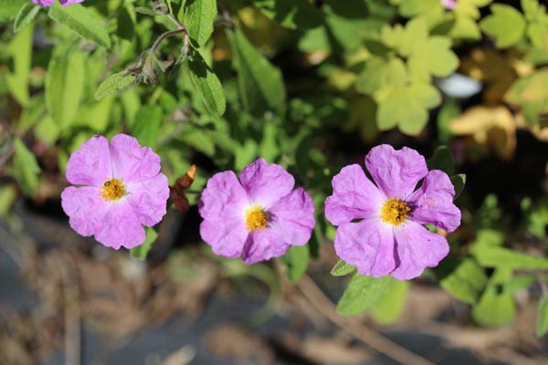 Cistus incanus ssp. tauricus (Graubehaarte Zistrose)