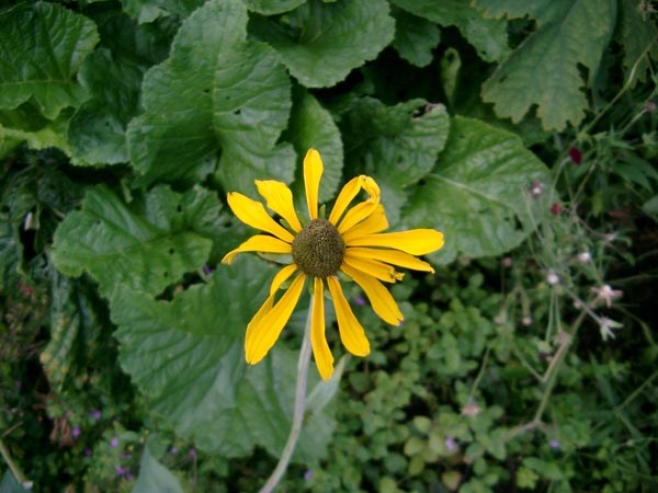 Rudbeckia maxima (Grosser Sonnenhut)