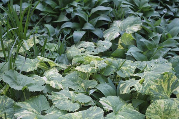 Petasites japonicus 'Variegatus' (Buntlaubiger Asiatischer-Pestwurz)