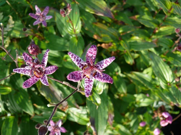 Tricyrtis hirta (Krötenlilie)