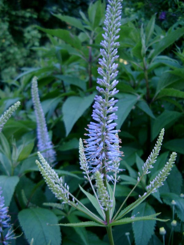 Veronicastrum virginicum (Kandelaber-Ehrenpreis)