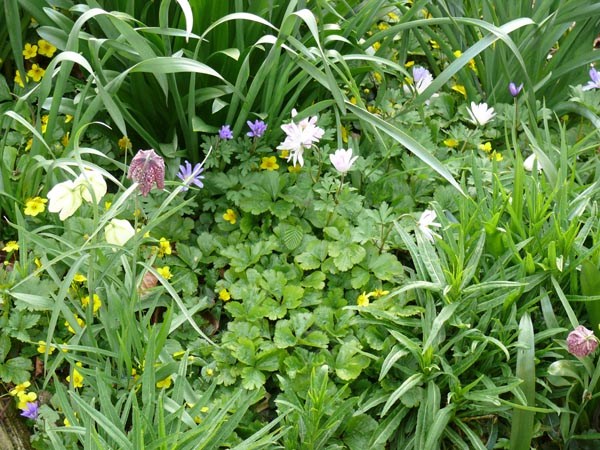 Waldsteinia ternata (Dreiblatt-Golderdbeere)