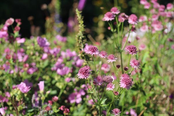 Astrantia maxima (Kaukasische Sterndolde)
