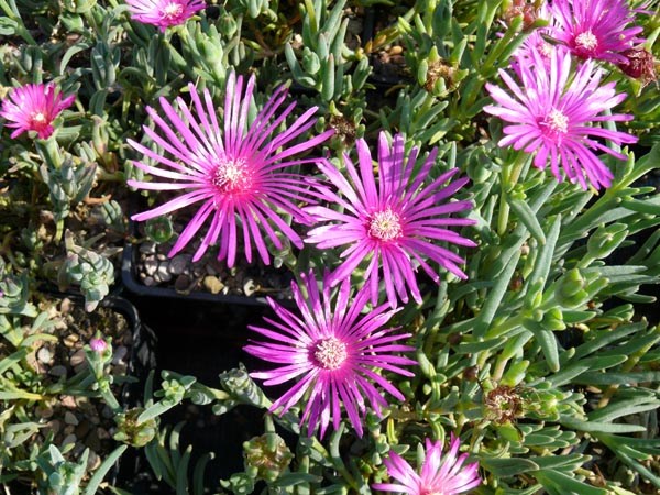 Delosperma cooperi (Rote Mittagsblume)