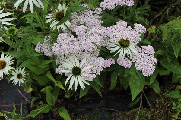 Echinacea purpurea 'Baby Swan White' (Niedriger Weißer Sonnenhut)