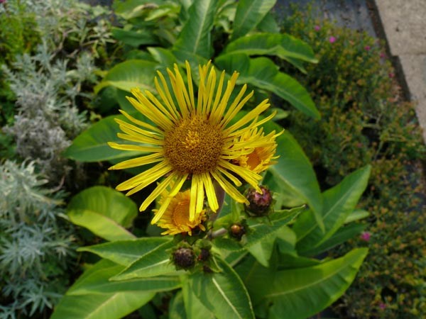 Inula racemosa 'Sonnenspeer' (Traubiger Alant)