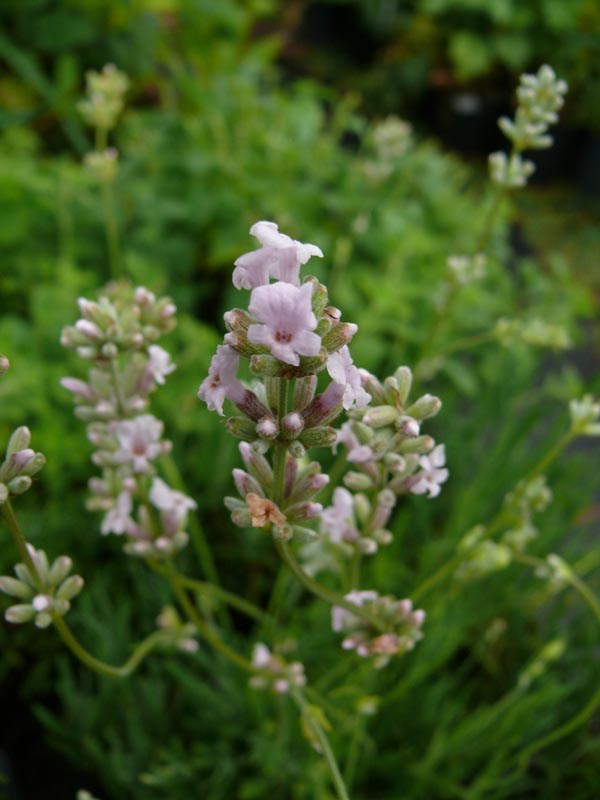 Lavandula angustifolia 'Rosea' (Rosablütiger Lavendel)