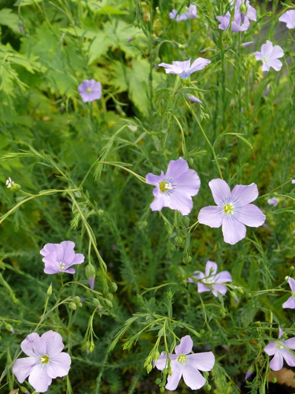 Linum perenne (Blauer Lein)