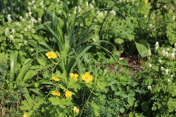 Stylophorum diphyllum (Schöllkrautmohn)