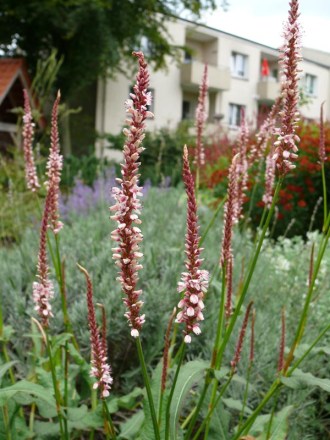 Persicaria amplexicaule 'Roseum' (Rosafarbener Kerzen-Knöterich)