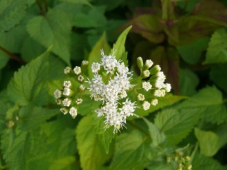 Eupatorium aromaticum (Ageratumdost)