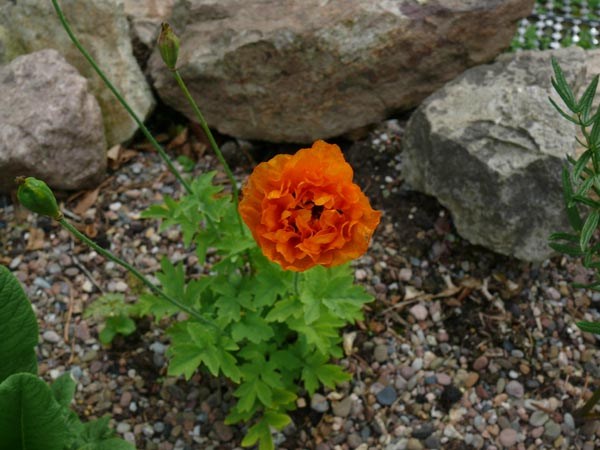 Meconopsis cambrica 'Aurantiaca Plena' (Gefüllter Waldscheinmohn)