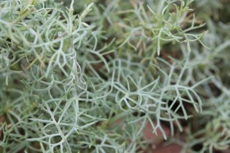 Artemisia alba 'Canescens' (Kampfer-Wermut)