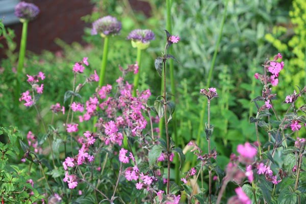 Silene dioica 'Purple Prince' (Rotblättrige Lichtnelke)