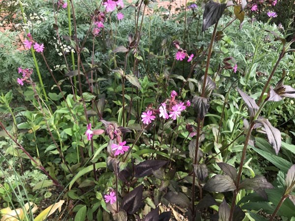 Silene dioica 'Purple Prince' (Rotblättrige Lichtnelke)