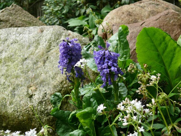 Wulfenia carinthiaca (Kärntner Kuhtritt)