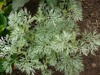 Artemisia arborescens 'Powis Castle'  (Silber-Strauch-Wermut)