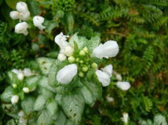 Lamium maculatum 'White Nancy' (Taubnessel)