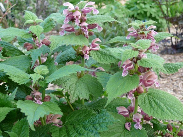 Lamium orvala (Große Taubnessel)