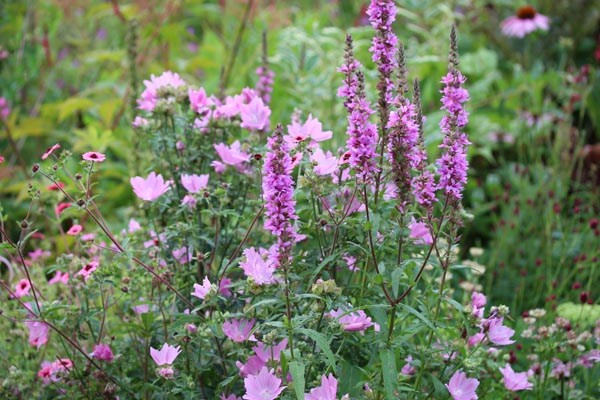 Lythrum salicaria 'Robert' (Garten-Blutweiderich)