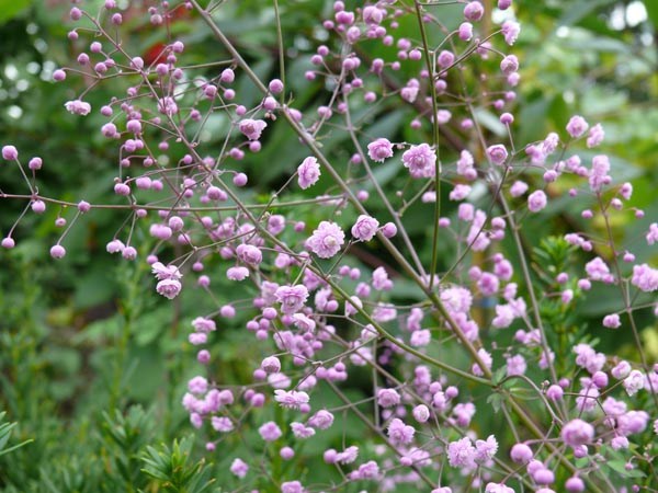 Thalictrum delevayi 'Hewitts Double' (Chinesische Wiesenraute)