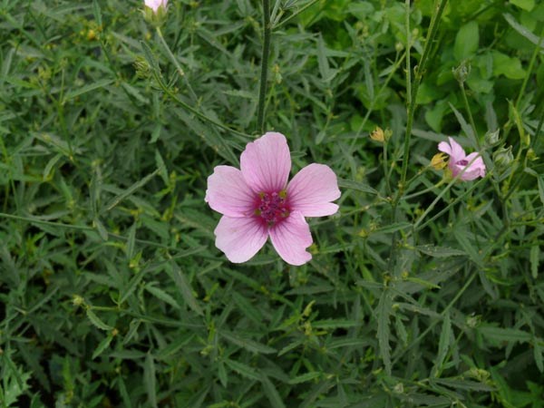 Althaea cannabina (Hanfblättriger Eibisch)