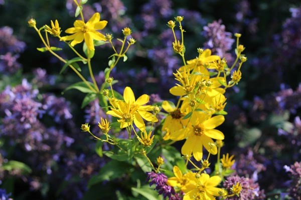 Coreopsis major (Mädchenauge)